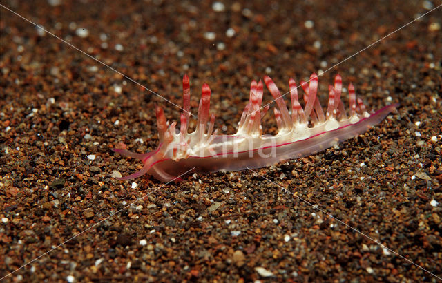 Vlokslak (Aeolidiella indica)