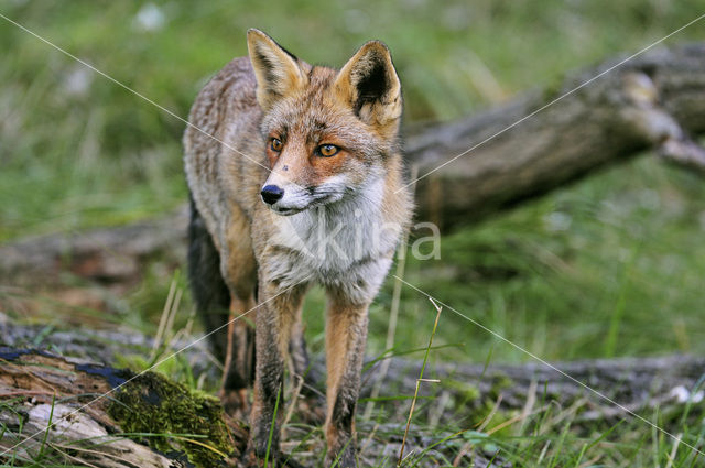 Vos (Vulpes vulpes)