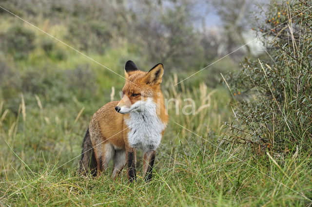 Vos (Vulpes vulpes)