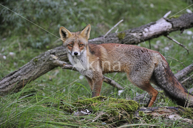 Vos (Vulpes vulpes)