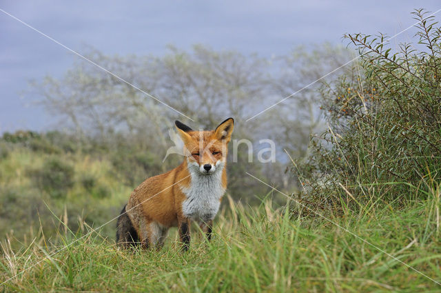 Vos (Vulpes vulpes)