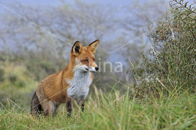 Vos (Vulpes vulpes)