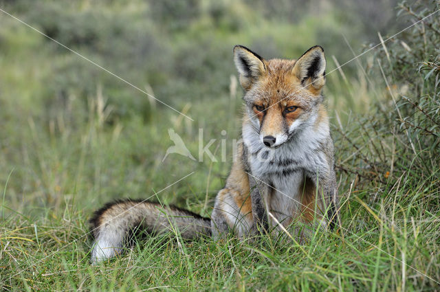 Vos (Vulpes vulpes)