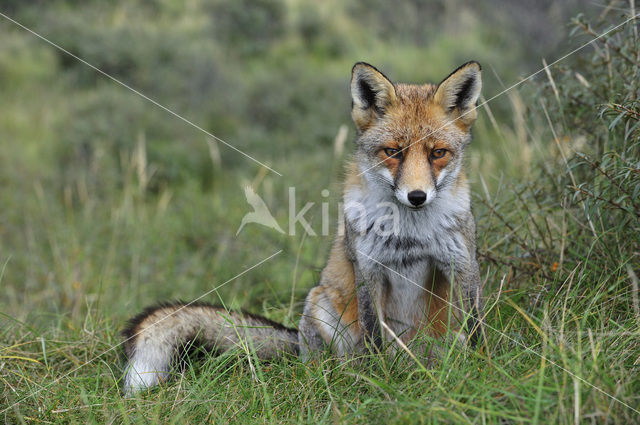 Vos (Vulpes vulpes)