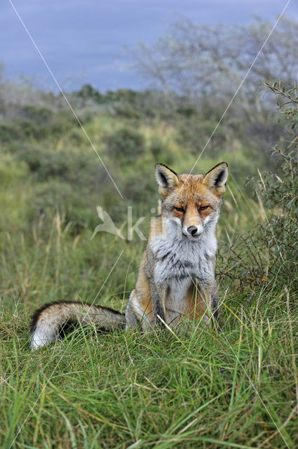 Vos (Vulpes vulpes)