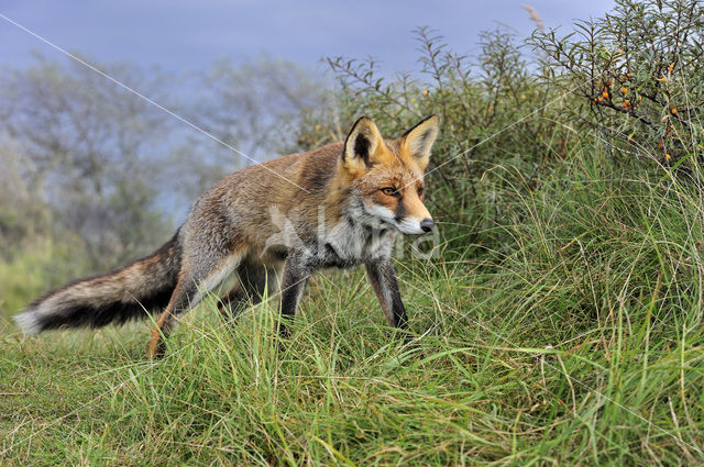 Vos (Vulpes vulpes)