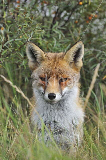 Vos (Vulpes vulpes)