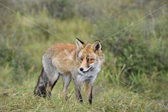 Vos (Vulpes vulpes)