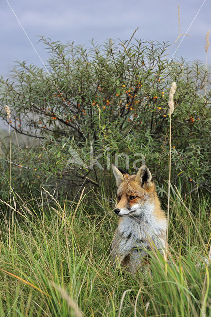 Vos (Vulpes vulpes)