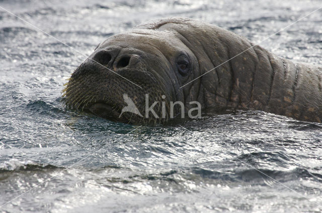 Walrus (Odobenus rosmarus)