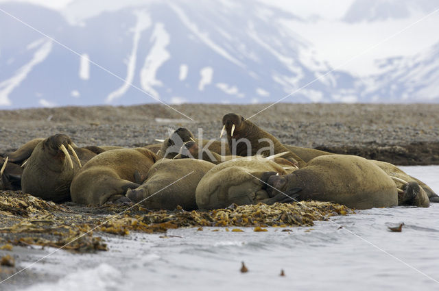 Walrus (Odobenus rosmarus)