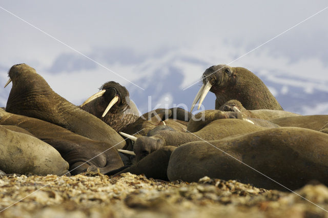 Walrus (Odobenus rosmarus)