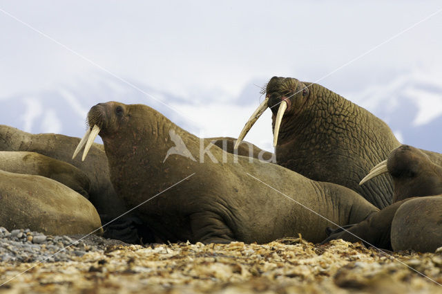 Walrus (Odobenus rosmarus)