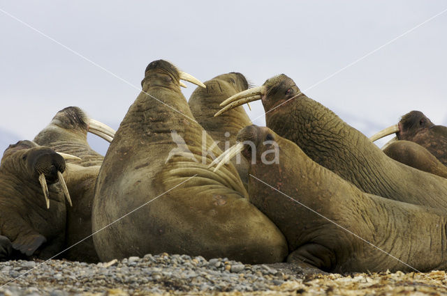 Walrus (Odobenus rosmarus)