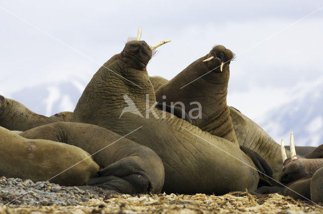 Walrus (Odobenus rosmarus)