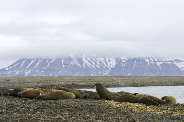 Walrus (Odobenus rosmarus)