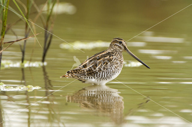 Watersnip (Gallinago gallinago)