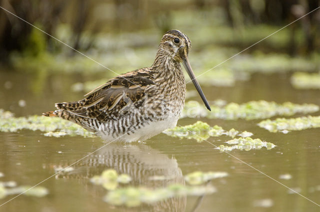 Watersnip (Gallinago gallinago)