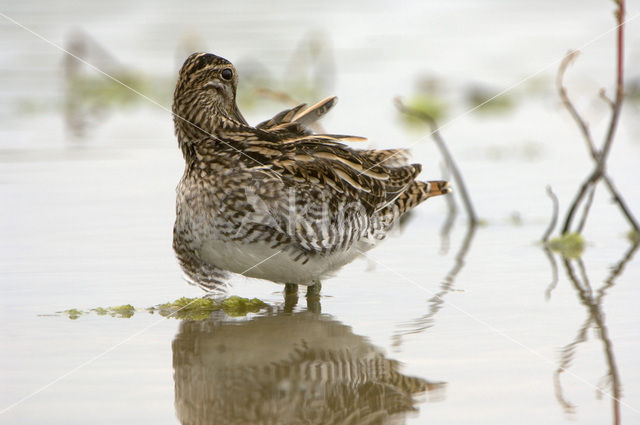 Watersnip (Gallinago gallinago)