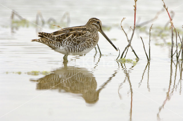 Watersnip (Gallinago gallinago)