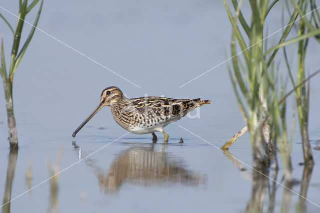 Watersnip (Gallinago gallinago)