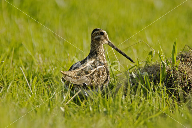 Watersnip (Gallinago gallinago)