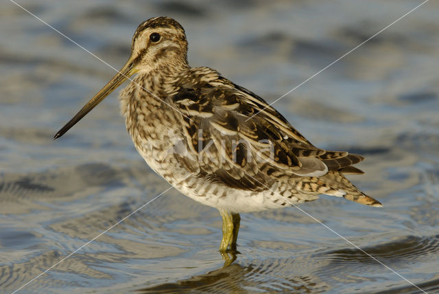 Watersnip (Gallinago gallinago)