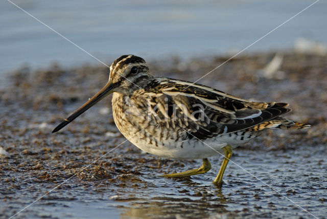 Watersnip (Gallinago gallinago)