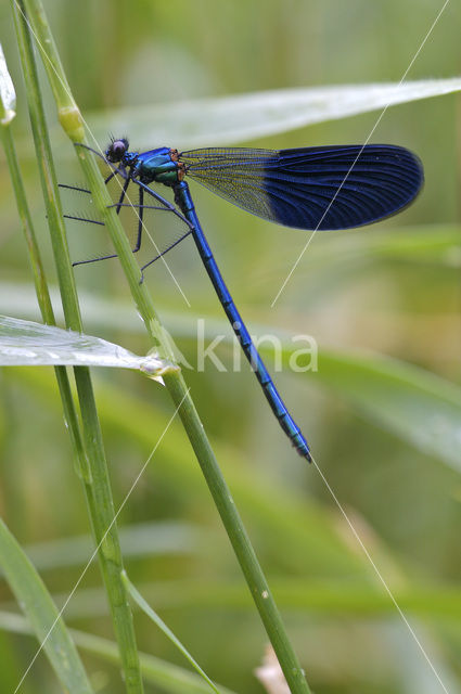 Weidebeekjuffer (Calopteryx splendens)