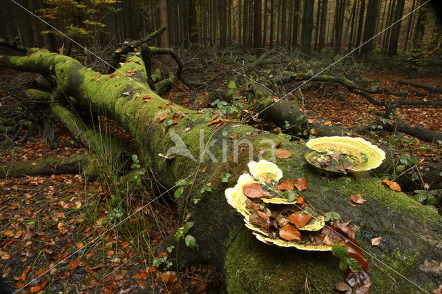 Witte bultzwam (Trametes gibbosa)