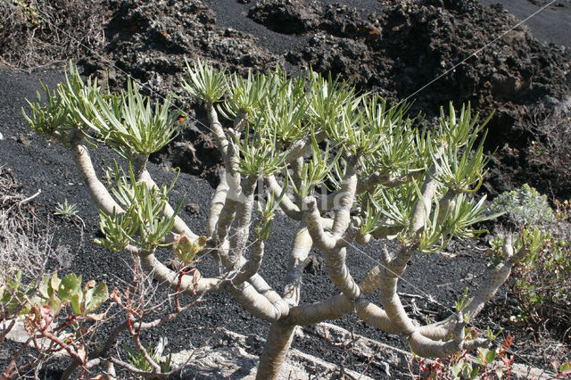 Wolfsmelk (Euphorbia spec.)