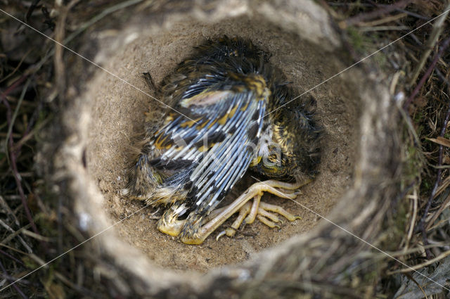 Zanglijster (Turdus philomelos)