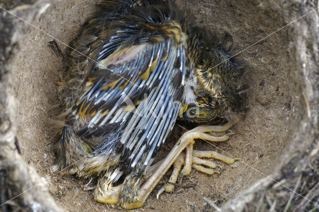 Zanglijster (Turdus philomelos)