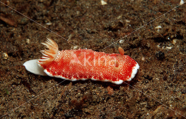 Zeenaaktslak (Chromodoris reticulata)