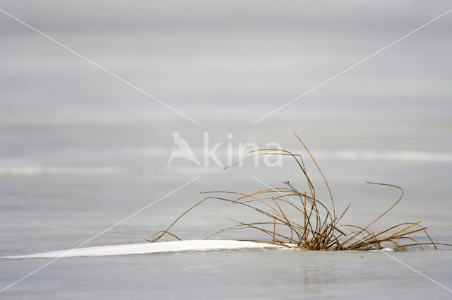 Zegge (Carex spec.)