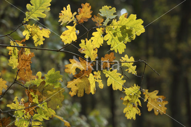 Zomereik (Quercus robur)