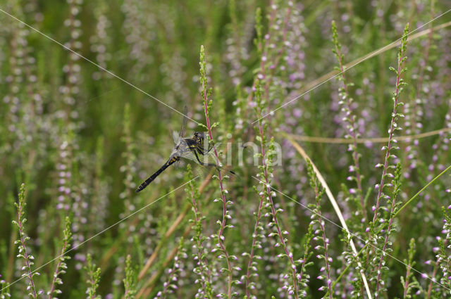 Zwarte heidelibel (Sympetrum danae)