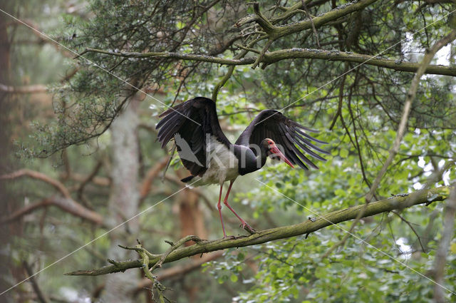 Zwarte Ooievaar (Ciconia nigra)