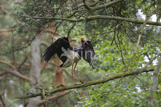 Zwarte Ooievaar (Ciconia nigra)