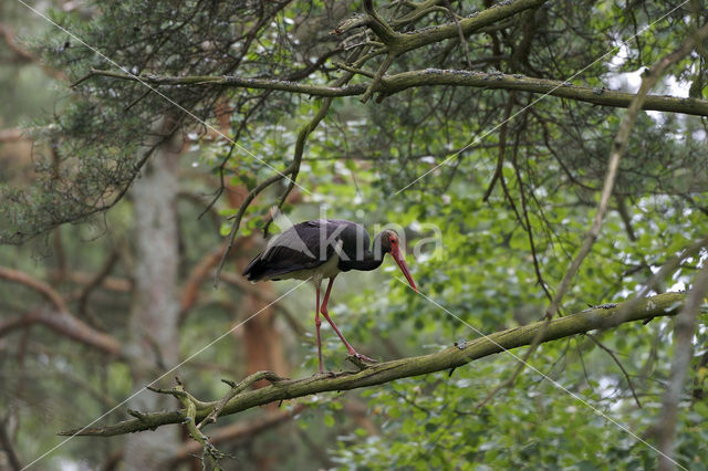 Zwarte Ooievaar (Ciconia nigra)