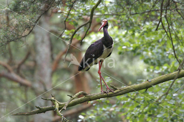 Zwarte Ooievaar (Ciconia nigra)