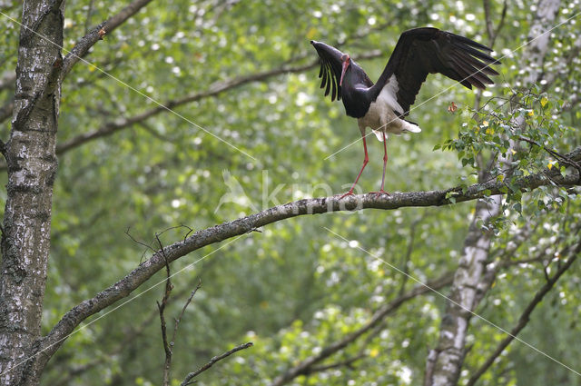 Zwarte Ooievaar (Ciconia nigra)