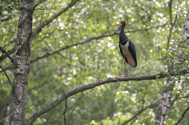 Zwarte Ooievaar (Ciconia nigra)