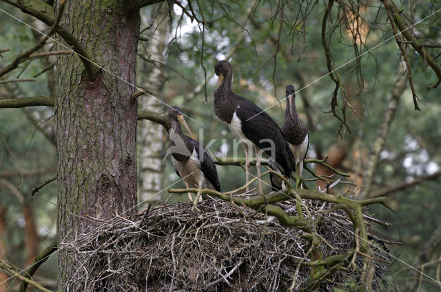 Zwarte Ooievaar (Ciconia nigra)