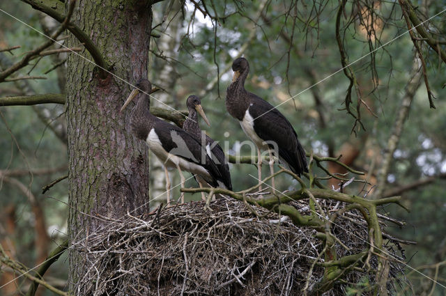 Zwarte Ooievaar (Ciconia nigra)