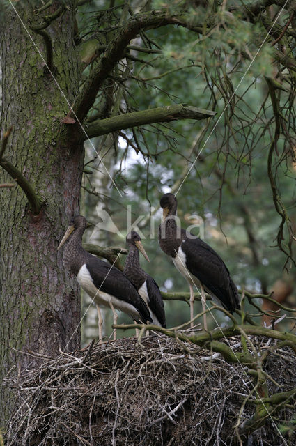 Zwarte Ooievaar (Ciconia nigra)