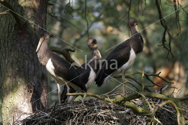 Zwarte Ooievaar (Ciconia nigra)