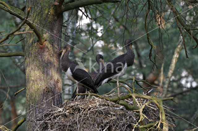 Zwarte Ooievaar (Ciconia nigra)