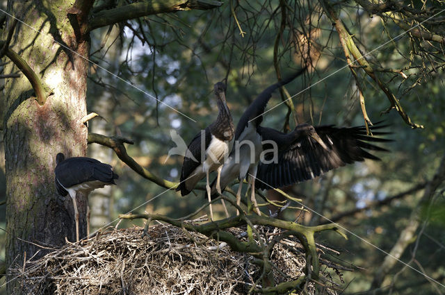 Zwarte Ooievaar (Ciconia nigra)