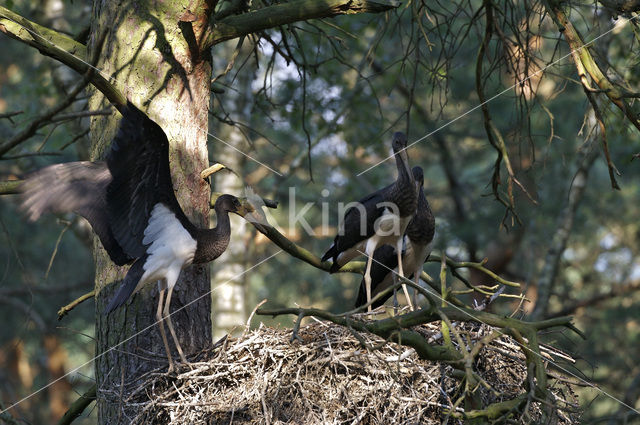 Zwarte Ooievaar (Ciconia nigra)